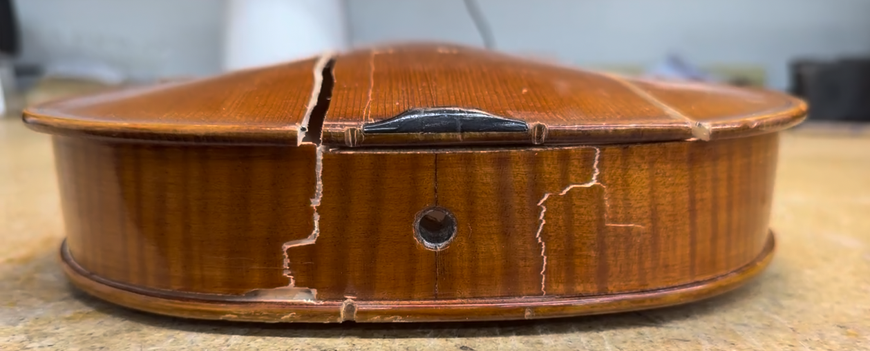 Viola damage overview, view 4